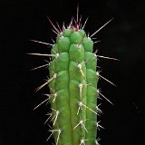 Rauhocereus riosanensis (Peru) (only one plant ! exceptional. Ask for avaibility before ordering)